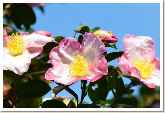 サザンカ　ヒオトメ（緋乙女）