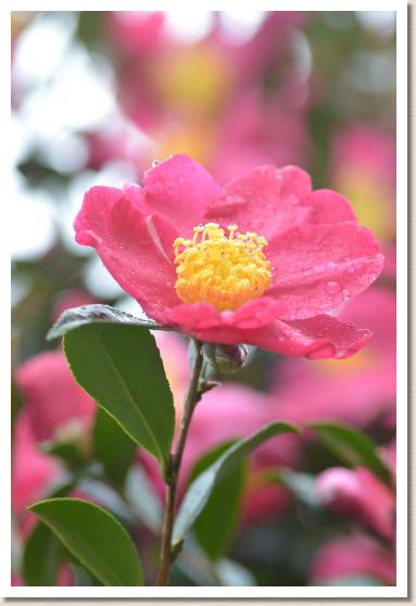 サザンカ　ヒノデノウミ（日の出の海）