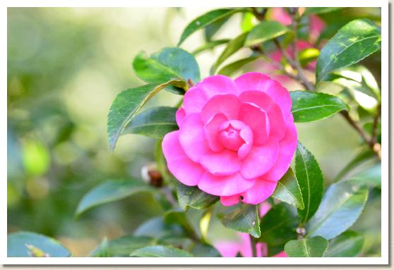 サザンカ　ヒオトメ（緋乙女）