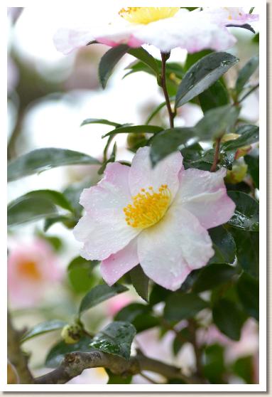 サザンカ　ホウレイ（豊麗）