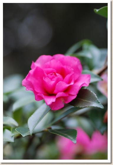 サザンカ　イケガミフタエベニ（池上二重紅）