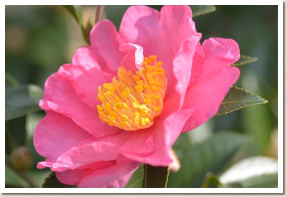 サザンカ　イズタチカン