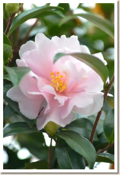 サザンカ　ジーンメイ