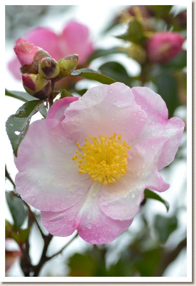 サザンカ　カイドウマル（快童丸）