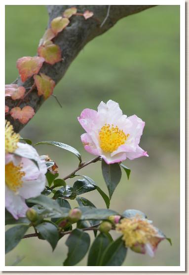 サザンカ　キミノバンザイ（君の万歳）