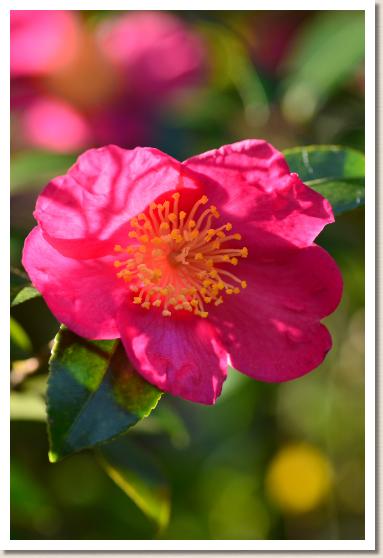 サザンカ　ミクニコウ（三国紅）