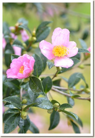 サザンカ　モモサト（桃里）