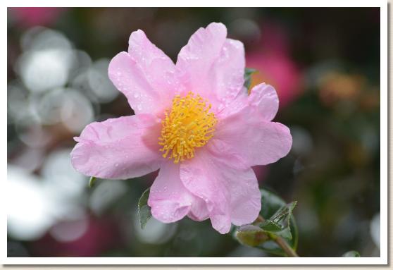 サザンカ　モモヤマ（桃山）