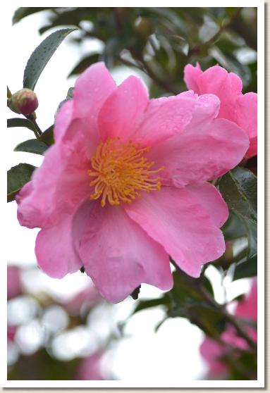 サザンカ　モモゾノ（桃園）