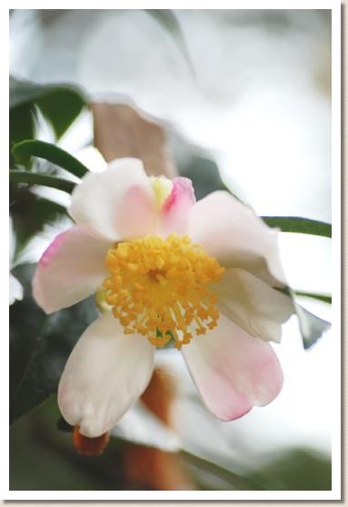 サザンカ　オミゴロモ（御美衣）