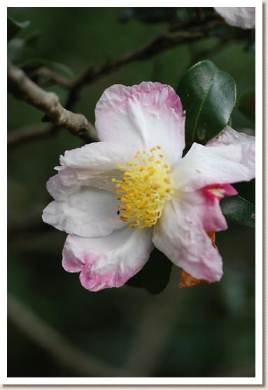 サザンカ　オオゾラ（大空）