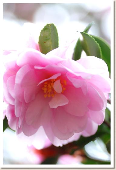 サザンカ　オトメサザンカ（乙女サザンカ）