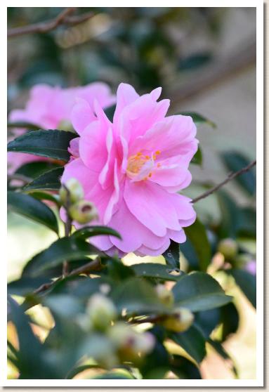 サザンカ　オトメサザンカ（乙女サザンカ）