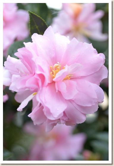 サザンカ　ピンクスノー（Pink Snow）