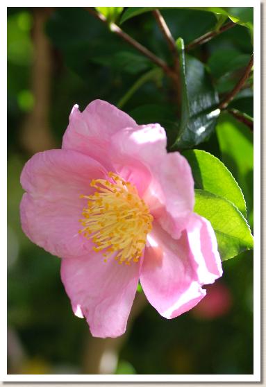 サザンカ　プランテーションピンク