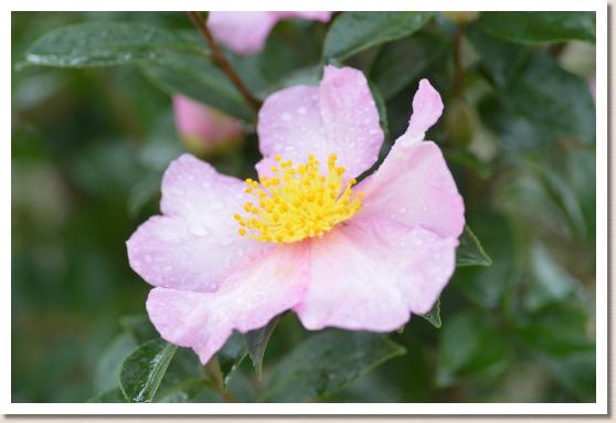 サザンカ　サクラツカサ（桜司）