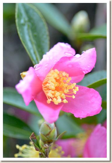 サザンカ　サヌキ（讃岐）