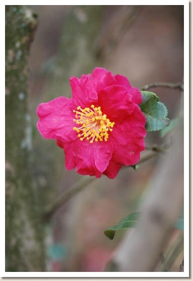 サザンカ　セキヨウ（夕陽）