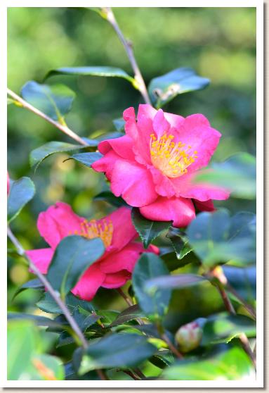 サザンカ　セキヨウ（夕陽）