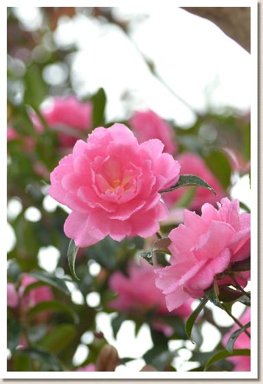 サザンカ　シキシマ（敷島）