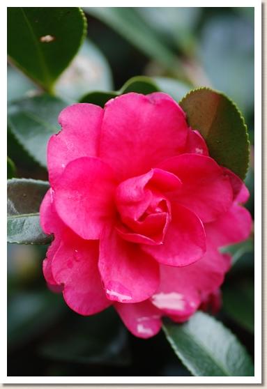 サザンカ　シシガシラ（獅子頭）