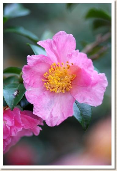 サザンカ　シチフクジン（七福神）