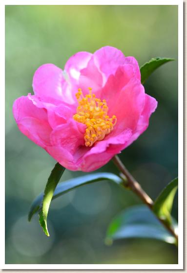 サザンカ　シチフクジン（七福神）