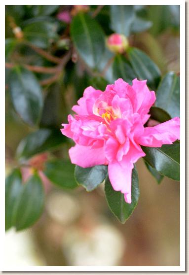 サザンカ　スパークリングバーガンディ（Sparkling Burgundy）