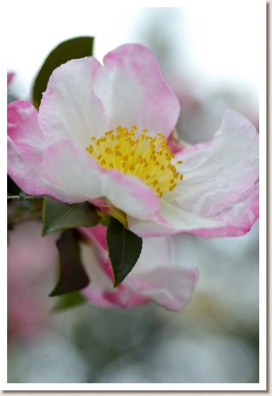 サザンカ　タマツシマ（玉津島）