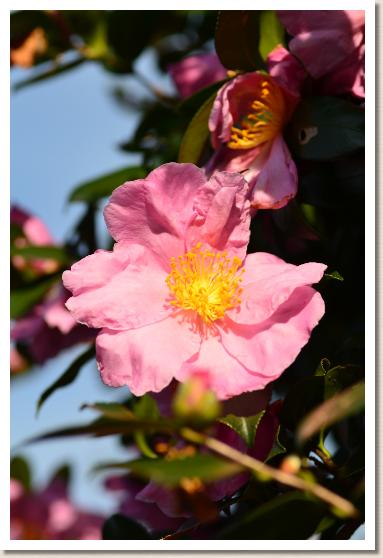 サザンカ　トウゲンキョウ