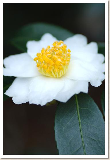 サザンカ　ユキノヤマ（雪の山）