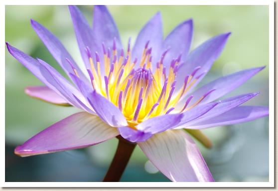 スイレン　ティナ