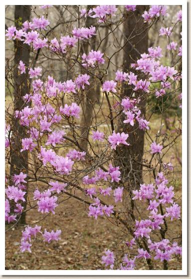 トサノミツバツツジ （土佐の三つ葉躑躅）