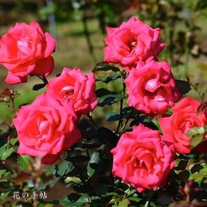 バラ　タイムレス'98｜花の手帖のバラ図鑑