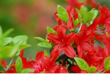 ツツジ　アラタマ｜花の手帖の躑躅図鑑