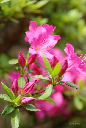 ツツジ　アスカガワ｜花の手帖の躑躅図鑑