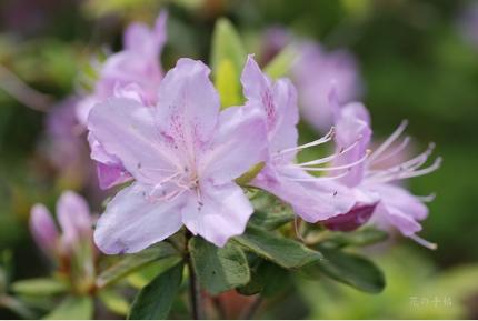 ツツジ　アワノミチツツジ｜花の手帖の躑躅図鑑