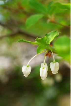 ツツジ　ドウダンツツジ（燈台躑躅）｜花の手帖の躑躅図鑑