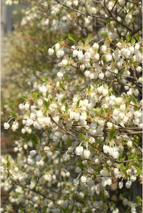 ツツジ　ドウダンツツジ（燈台躑躅）｜花の手帖の躑躅図鑑