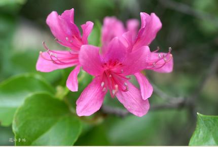 ツツジ　ジングウツツジ（神宮躑躅）｜花の手帖の躑躅図鑑