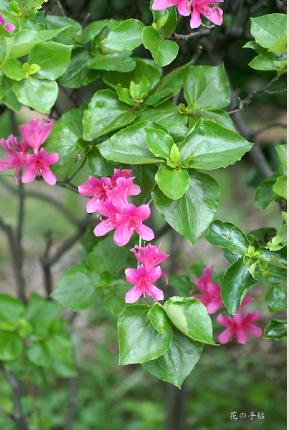 ツツジ　ジングウツツジ（神宮躑躅）｜花の手帖の躑躅図鑑