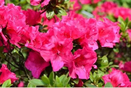 ツツジ　ケラマツツジ（慶良間躑躅)｜花の手帖の躑躅図鑑