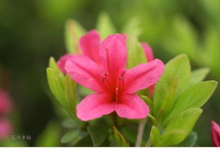 ツツジ　キリシマツツジ（霧島躑躅）｜花の手帖の躑躅図鑑