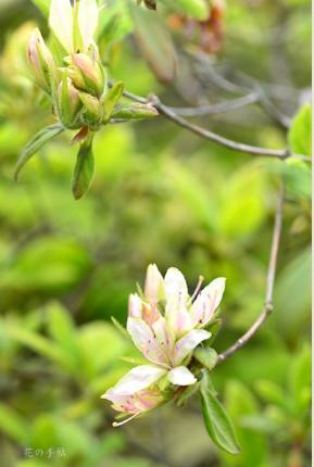 ツツジ　コチョウゾロイ（胡蝶揃）｜花の手帖の躑躅図鑑
