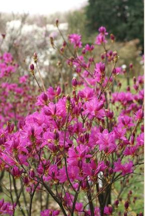 ツツジ　オンツツジ（雄躑躅）｜花の手帖の躑躅図鑑