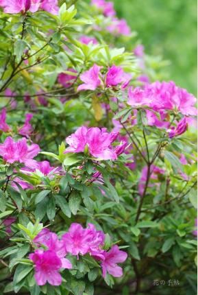 ツツジ　オオムラサキ（大紫）｜花の手帖の躑躅図鑑