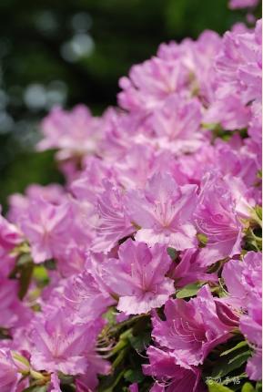 ツツジ　オオリュウキュウ（大琉球）｜花の手帖の躑躅図鑑