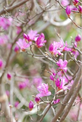 ツツジ　サイゴクミツバツツジ（西国三葉躑躅）｜花の手帖の躑躅図鑑