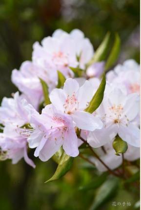 ツツジ　サクラツツジ（桜躑躅）｜花の手帖の躑躅図鑑