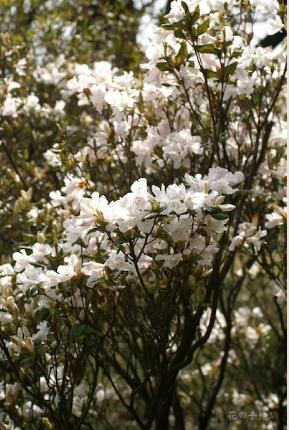ツツジ　サクラツツジ（桜躑躅）｜花の手帖の躑躅図鑑